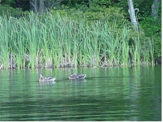 Stormwater Treatens Natural Habitats